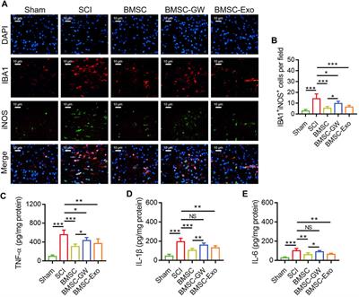 Bone marrow mesenchymal stem cell exosomes-derived microRNA-216a-5p on locomotor performance, neuronal injury, and microglia inflammation in spinal cord injury